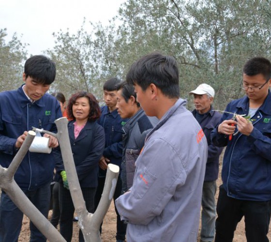 公司從產(chǎn)業(yè)鏈起始端著手，引進(jìn)良種優(yōu)苗，繁育基地苗圃，優(yōu)化樹(shù)種，以?xún)?yōu)質(zhì)的橄欖樹(shù)苗為生產(chǎn)特級(jí)初榨橄欖油提供基礎(chǔ)保障。在以自建萬(wàn)畝國(guó)家標(biāo)準(zhǔn)化油橄欖..