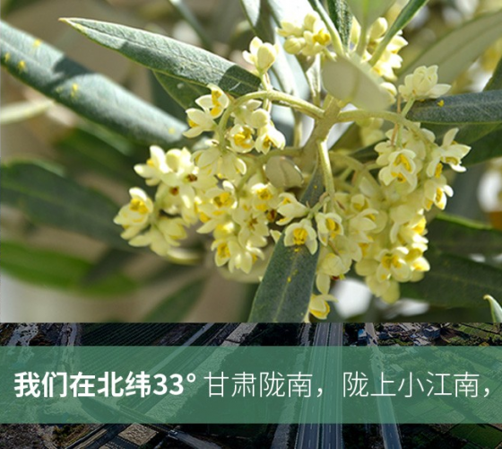 武都的氣候、土壤等與地中海沿岸極其相似，同處于世界頂級(jí)油橄欖黃金生產(chǎn)帶（32°58--33°36）年平均氣溫為14.7°，年日照時(shí)數(shù)1911..
